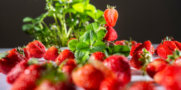 Header Erdbeeren