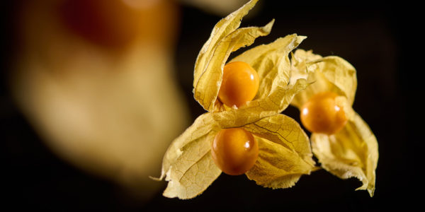 Physalis